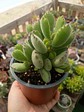 Cotyledon Tomentosa 