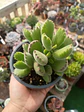 Cotyledon Tomentosa 