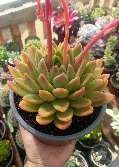 Echeveria Agavoides Miranda XL