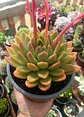 Echeveria Agavoides Miranda XL - Miniatura 1