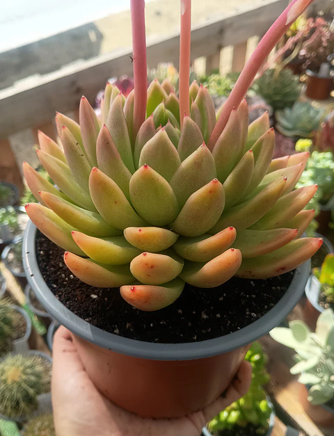 Echeveria Agavoides Miranda XL