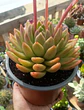 Echeveria Agavoides Miranda XL - Miniatura 2
