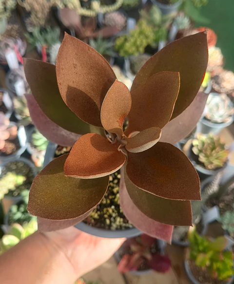 Kalanchoe Orgyalis M