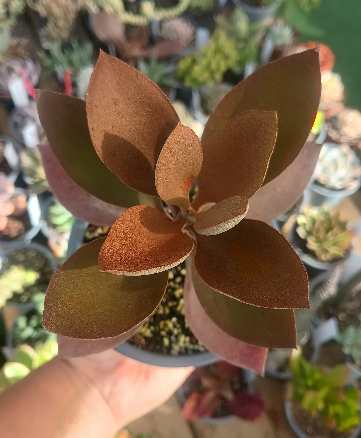 Kalanchoe Orgyalis M 1