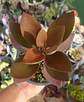 Kalanchoe Orgyalis M - Miniatura 1