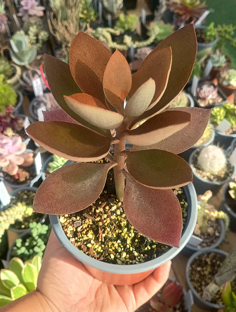 Kalanchoe Orgyalis M