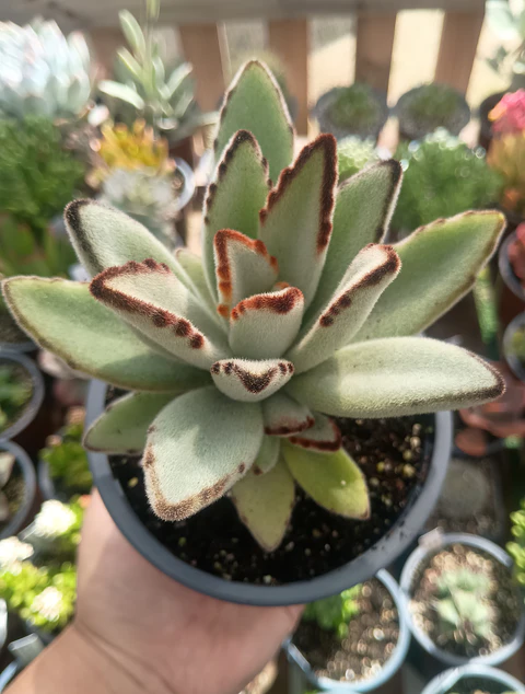 Kalanchoe Tomentosa M