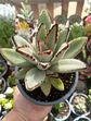 Kalanchoe Tomentosa M - Miniatura 1