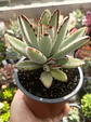 Kalanchoe Tomentosa M - Miniatura 2