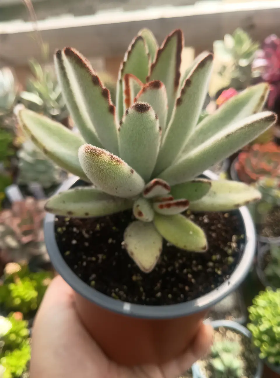 Kalanchoe Tomentosa M 2