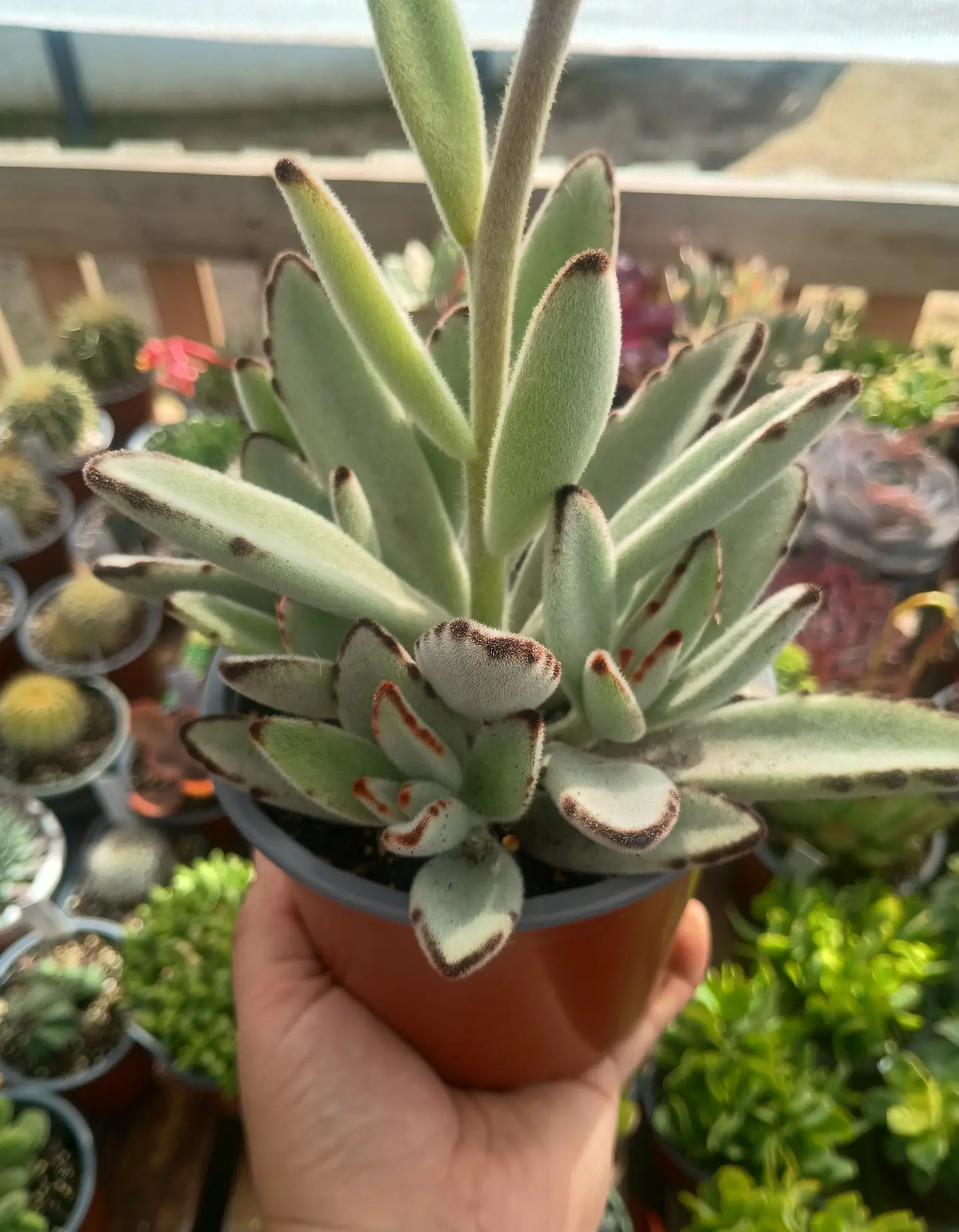 Kalanchoe Tomentosa XL  1