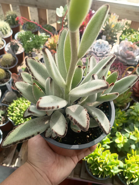Kalanchoe Tomentosa XL 