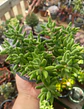 Crassula Messembrianthemoides XL - Miniatura 1