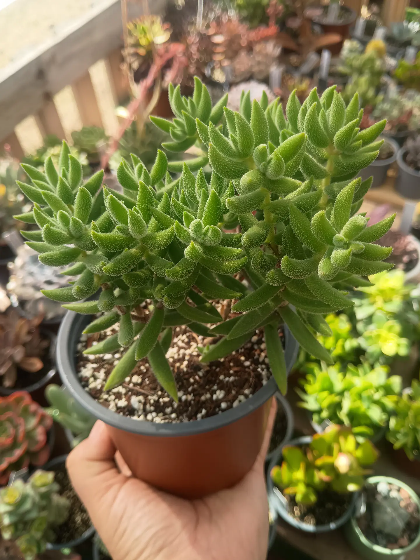 Crassula Messembrianthemoides XL 2