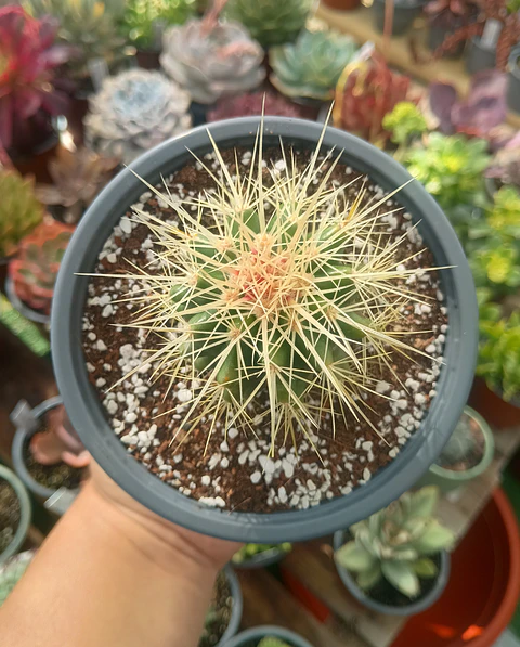Echinocactus Grusonii S