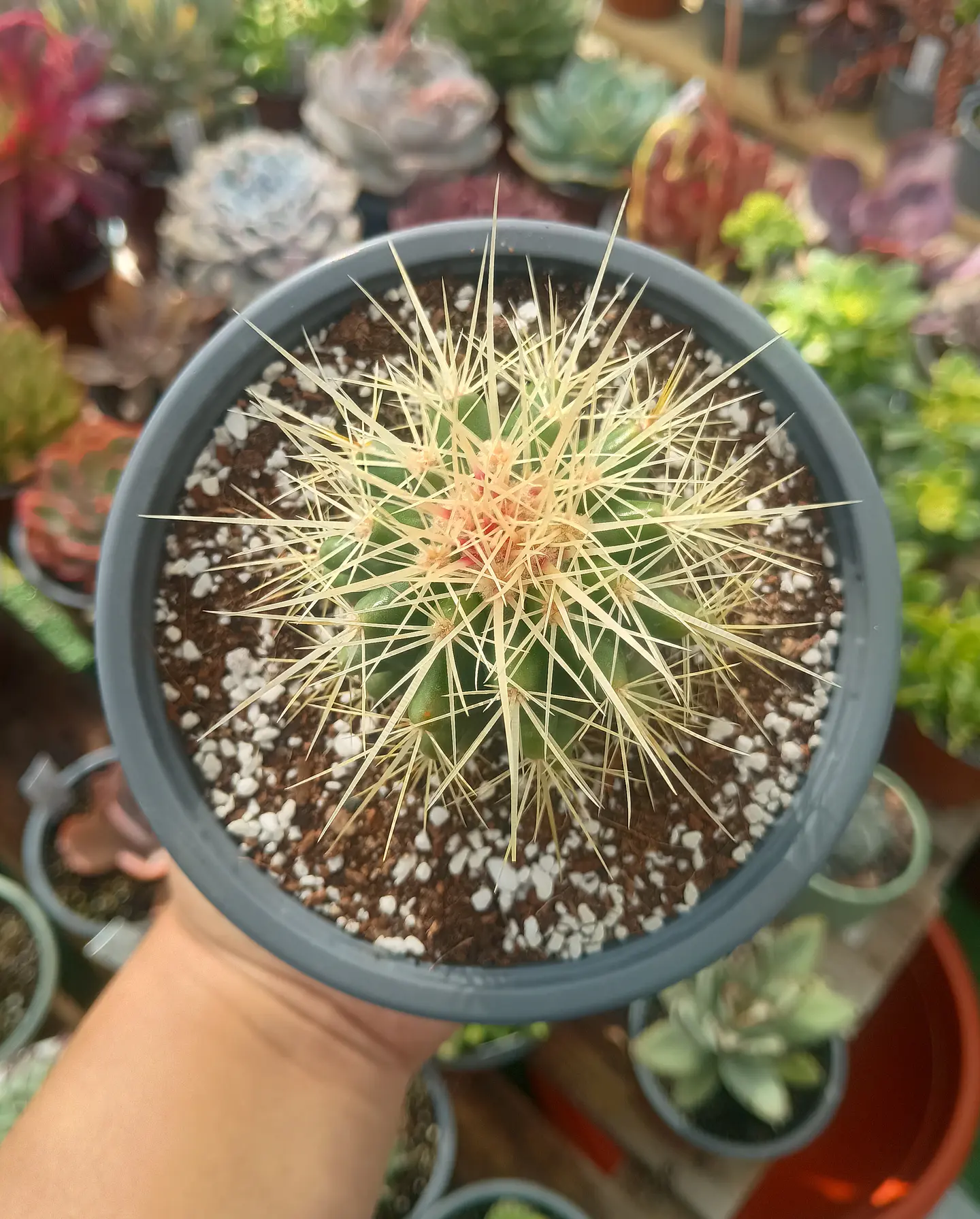 Echinocactus Grusonii S 1