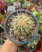 Echinocactus Grusonii S - Miniatura 1