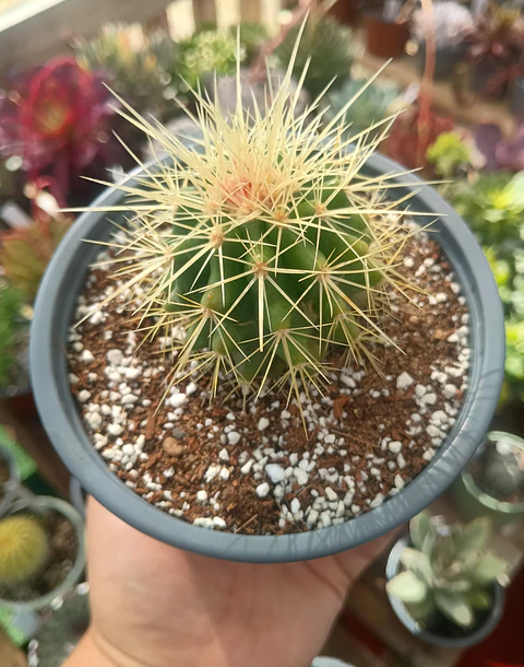 Echinocactus Grusonii S