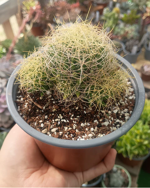 Mammillaria Dicipiens