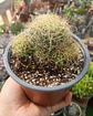 Mammillaria Dicipiens - Miniatura 1