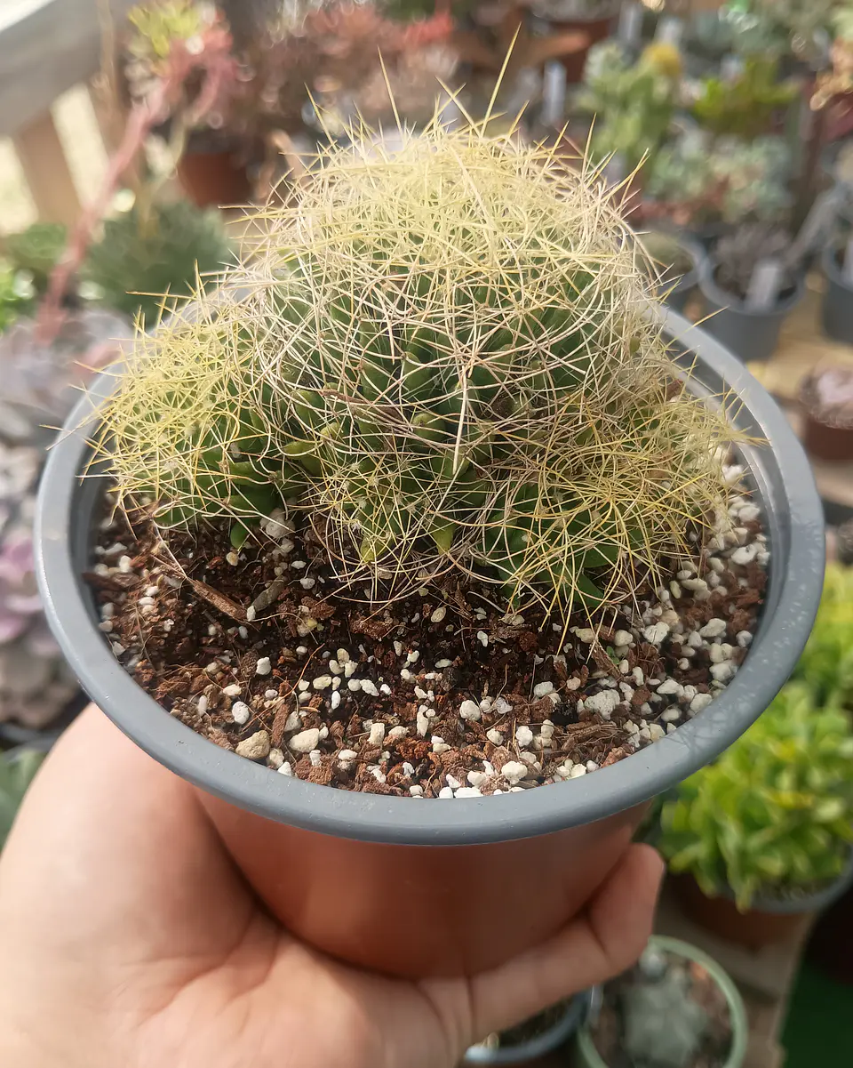 Mammillaria Dicipiens 1