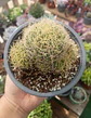 Mammillaria Dicipiens - Miniatura 2