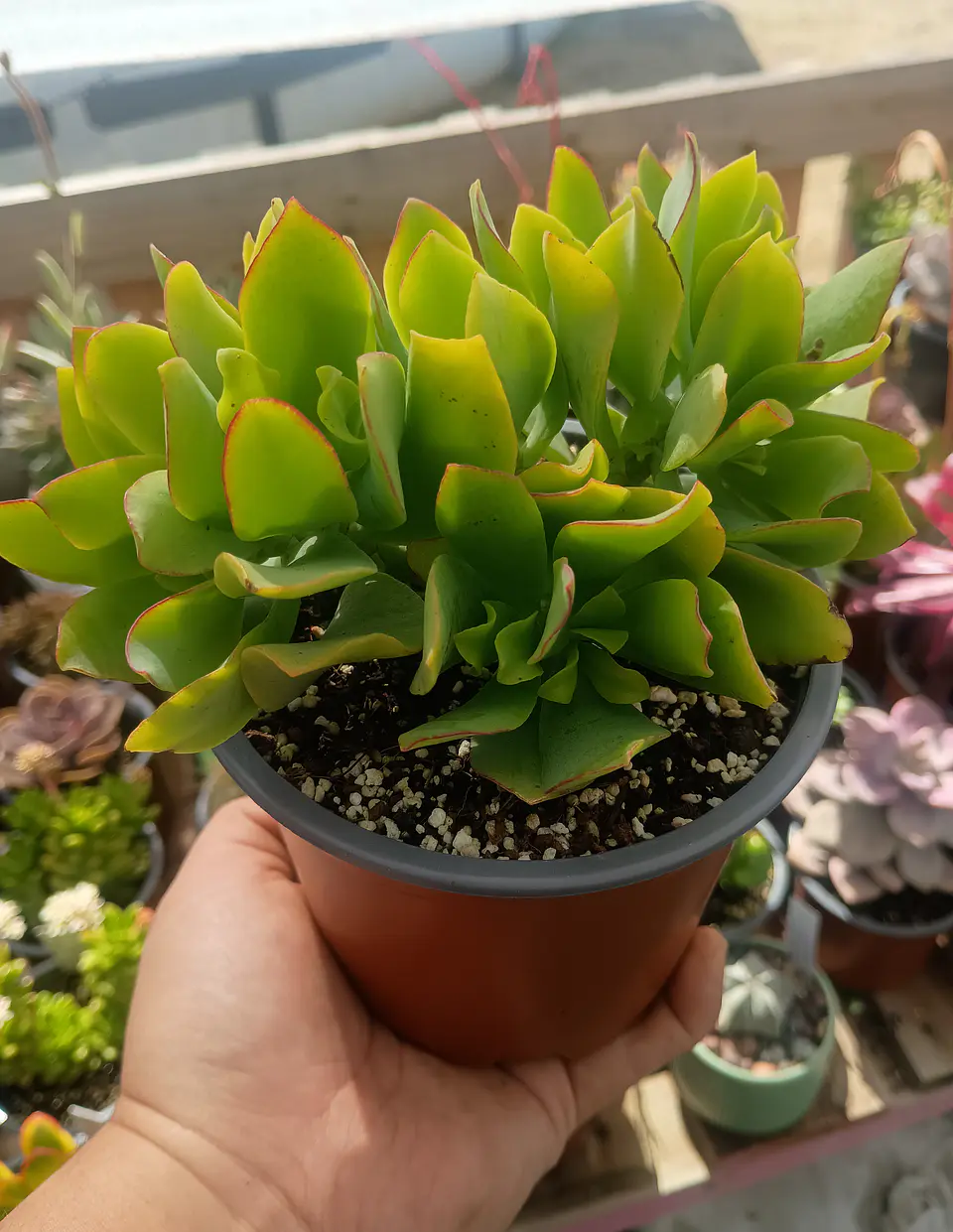 Crassula ovata ondulata M 1