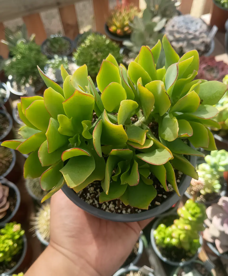 Crassula ovata ondulata M 2
