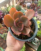 Echeveria Decora (Reversión) - Miniatura 1