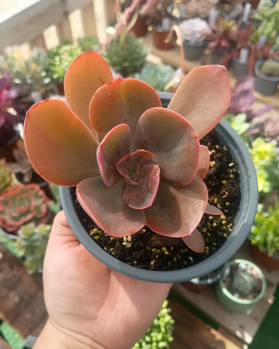 Echeveria Decora (Reversión) 1
