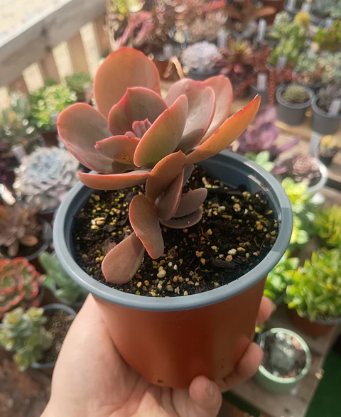 Echeveria Decora (Reversión)