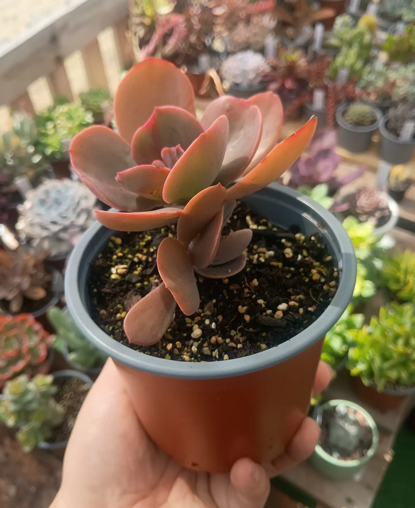 Echeveria Decora (Reversión) 2