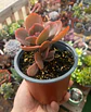 Echeveria Decora (Reversión) - Miniatura 2