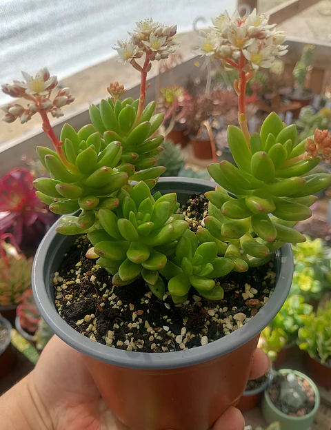 Sedum Alice evans Planta madre