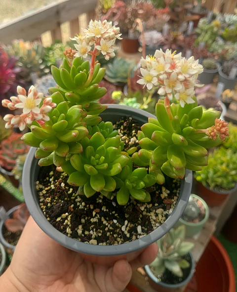 Sedum Alice evans Planta madre