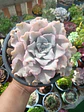 Echeveria Crispate Beauty M - Miniatura 1