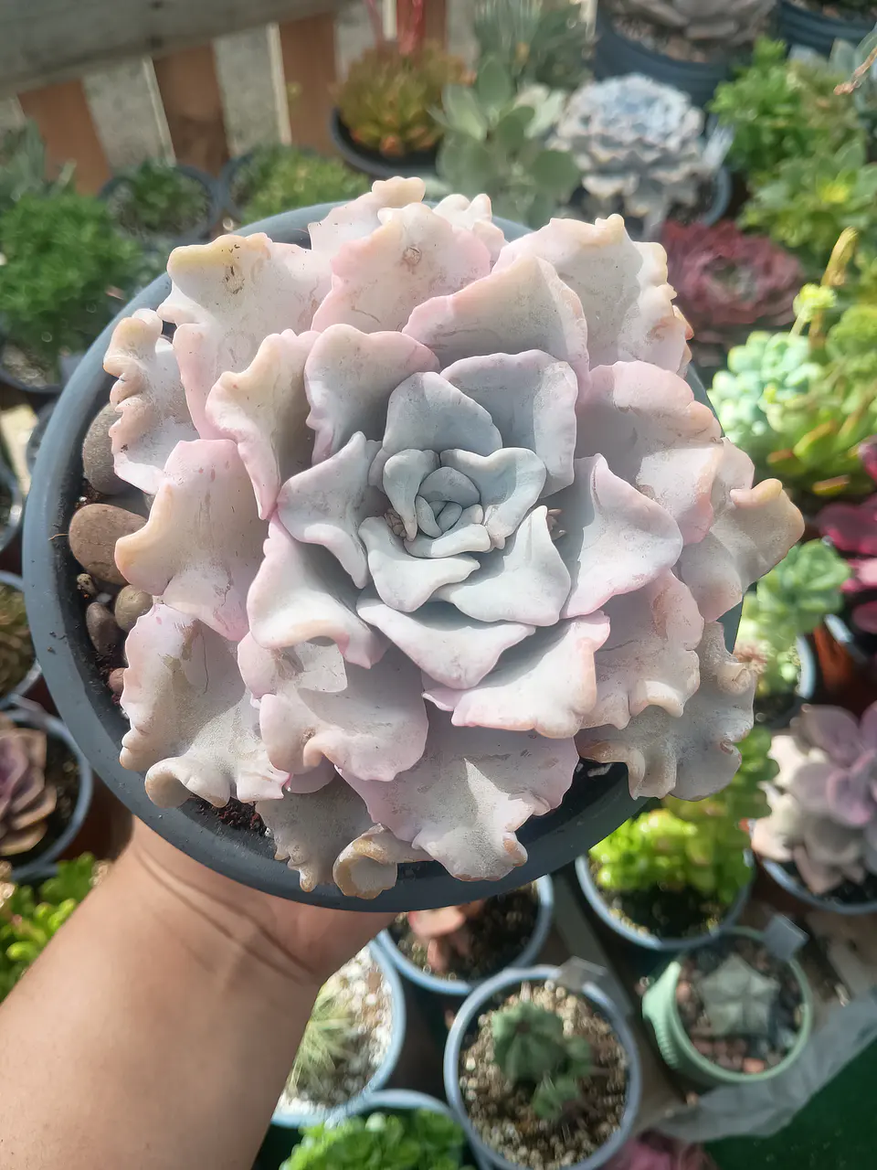 Echeveria Crispate Beauty M 1