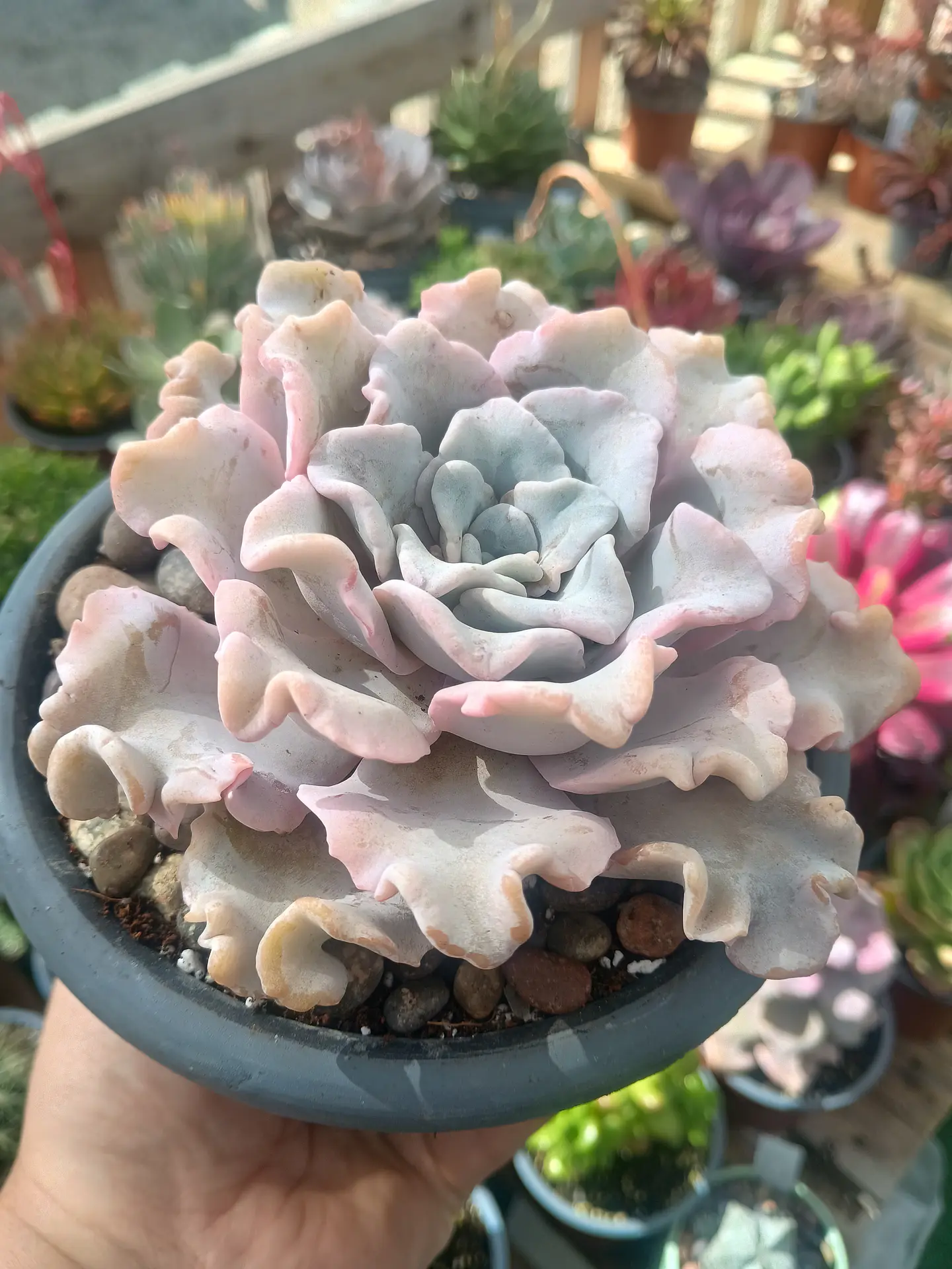 Echeveria Crispate Beauty M 2