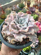 Echeveria Crispate Beauty M - Miniatura 2