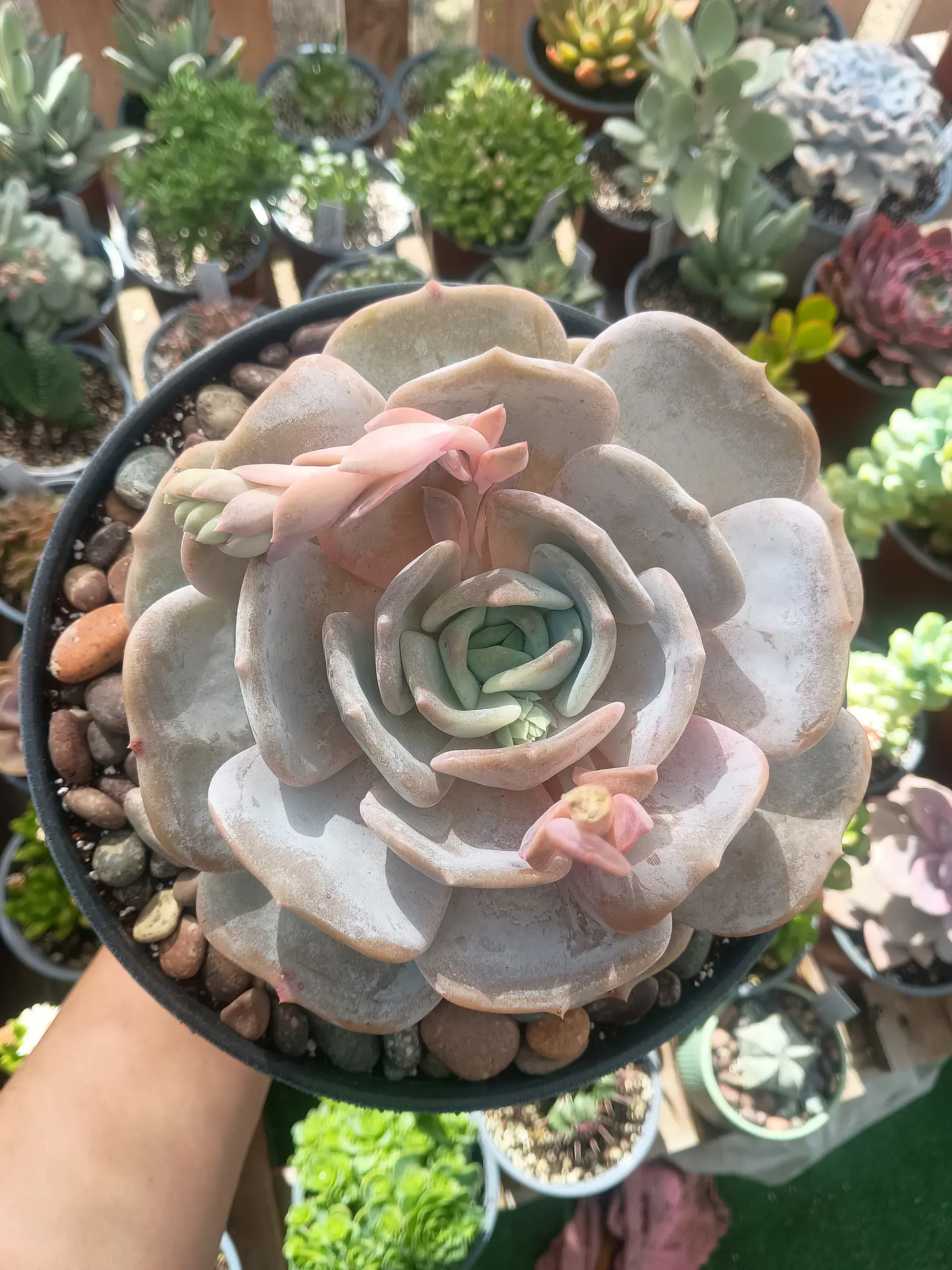 Echeveria Moondust XL 1