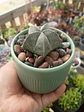 Astrophytum Myriostigma - Miniatura 1