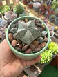 Astrophytum Myriostigma - Miniatura 2