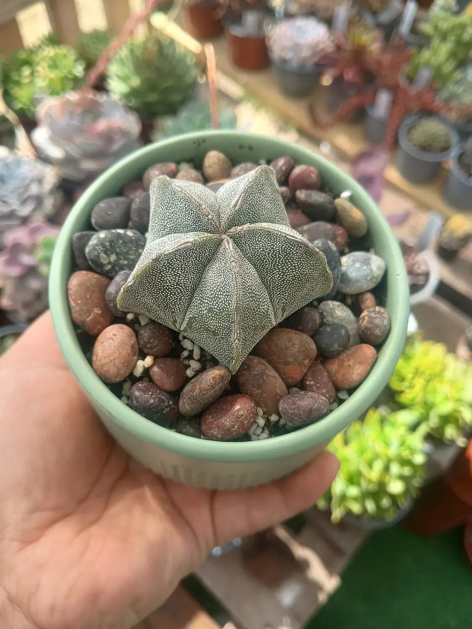 Astrophytum Myriostigma 2