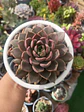 Echeveria Román XL (con hijos) - Miniatura 1