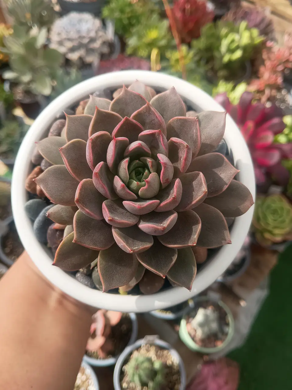 Echeveria Román XL (con hijos) 1
