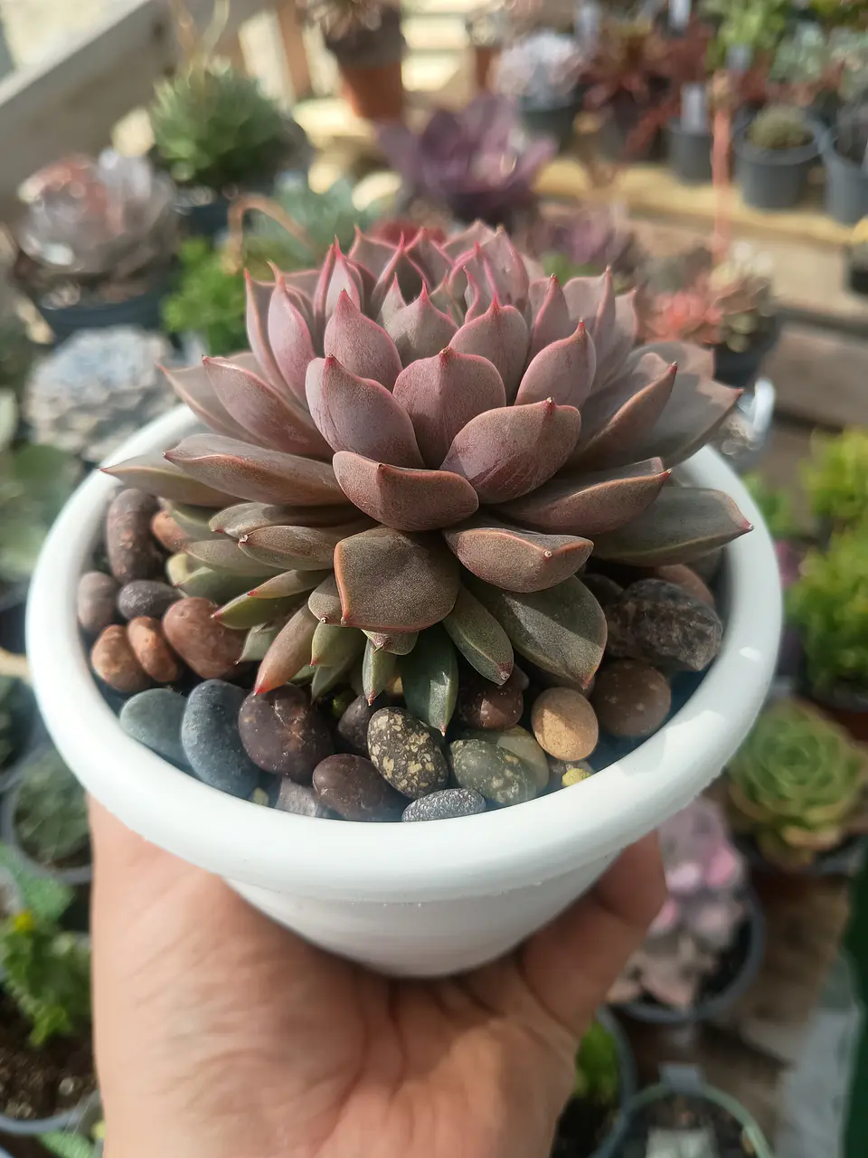 Echeveria Román XL (con hijos) 2