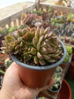 Echeveria Olivia Colonia - Miniatura 1
