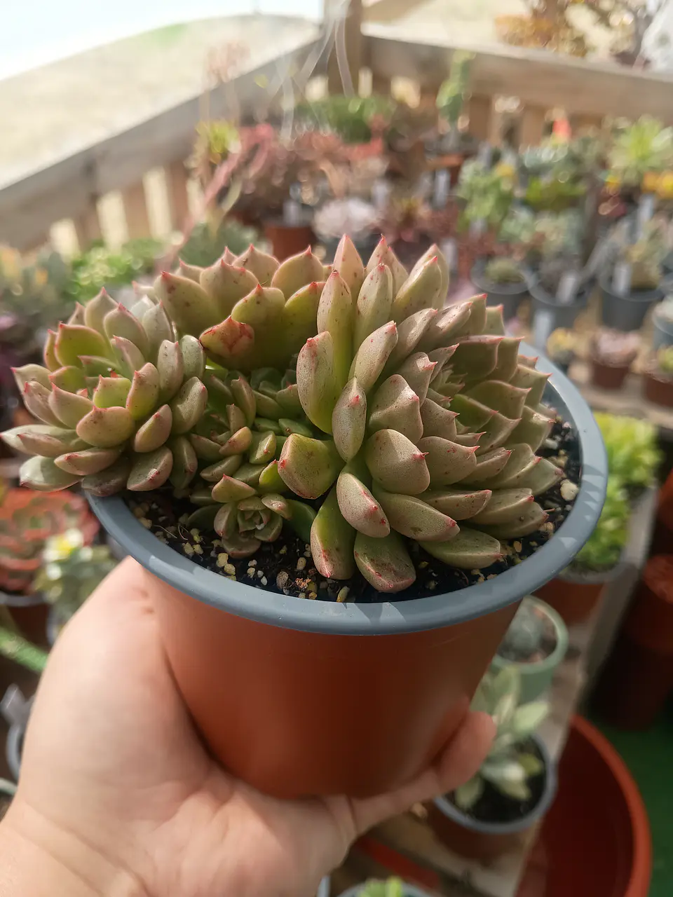 Echeveria Olivia Colonia 1