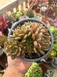 Echeveria Olivia Colonia - Miniatura 2