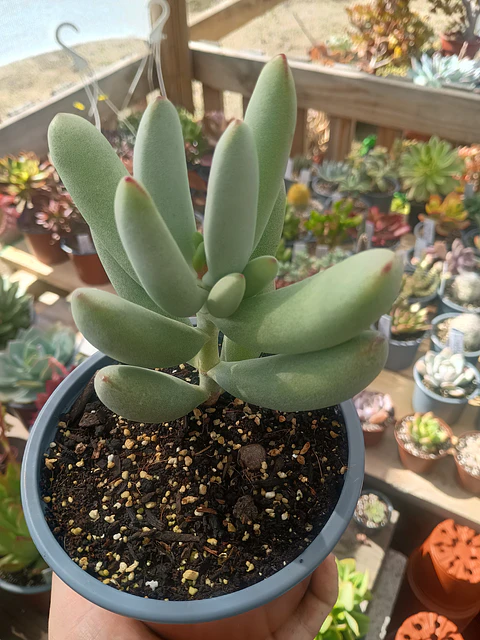Cotyedon Orbiculata